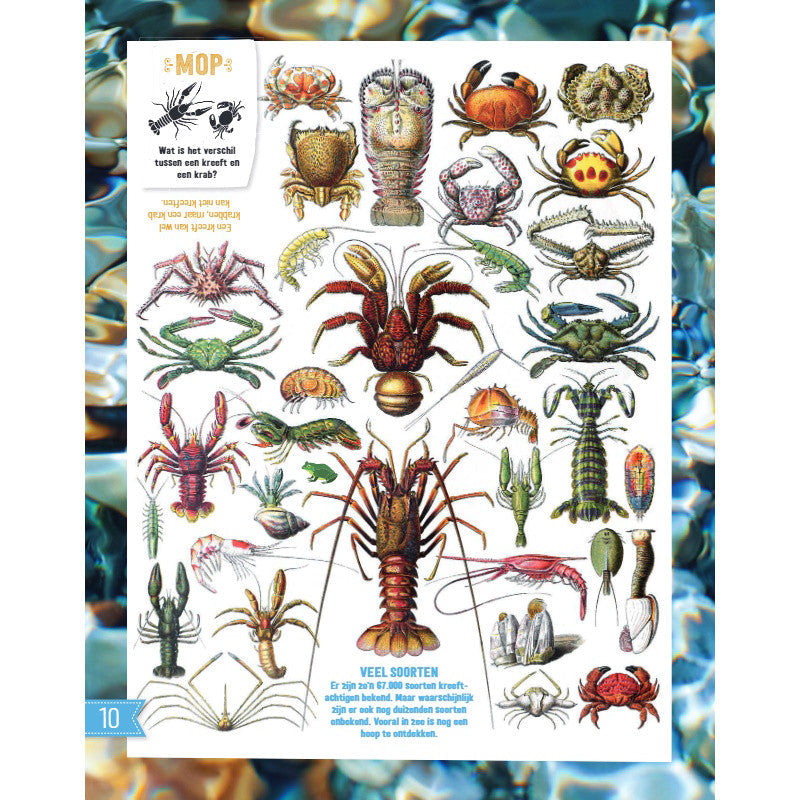 Onderwater Doe-Boek Roots